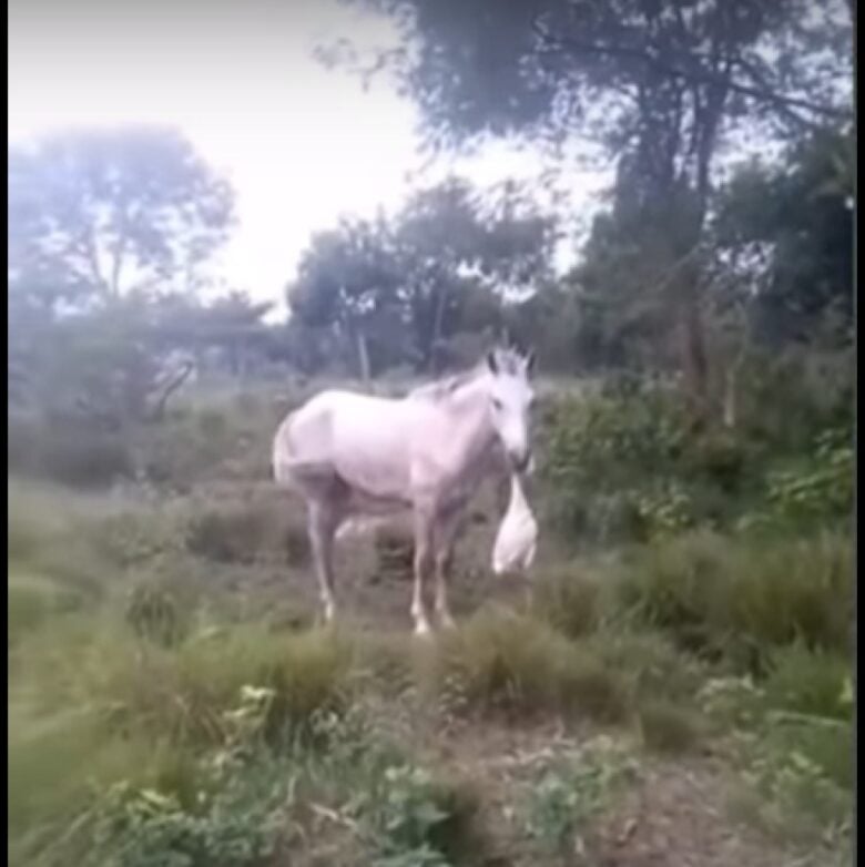 Um vídeo que mostra um cavalo devorando um pato chamou a atenção do biólogo Henrique Abrahão, que fez um relato sobre o ocorrido em vídeo publicado em seu canal no YouTube.