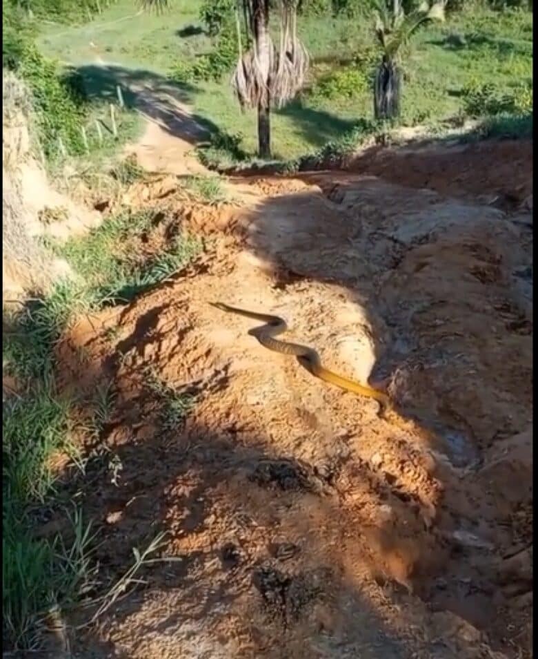 A cobra misteriosa que deixou um motociclista sem palavras