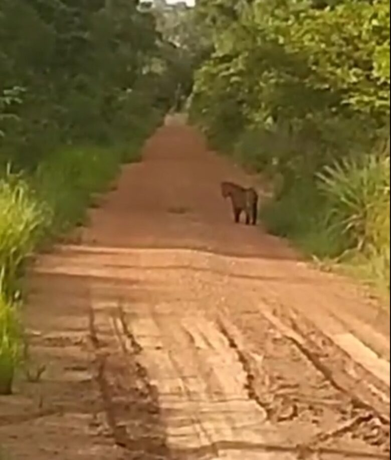 Sem correria, só aventura: homem relata encontro divertido com onça-pintada em estrada selvagem