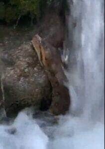 Sucuri gigante é flagrada em cachoeira de Mato Grosso