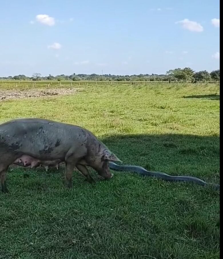 Porca brinca com cobra sucuri e escapa por sorte