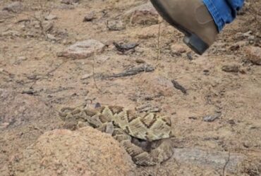 No sertão pernambucano, um feito sem precedentes foi capturado pelas lentes do renomado especialista em répteis, Haroldo Bauer, conhecido como o "Rei das Serpentes".