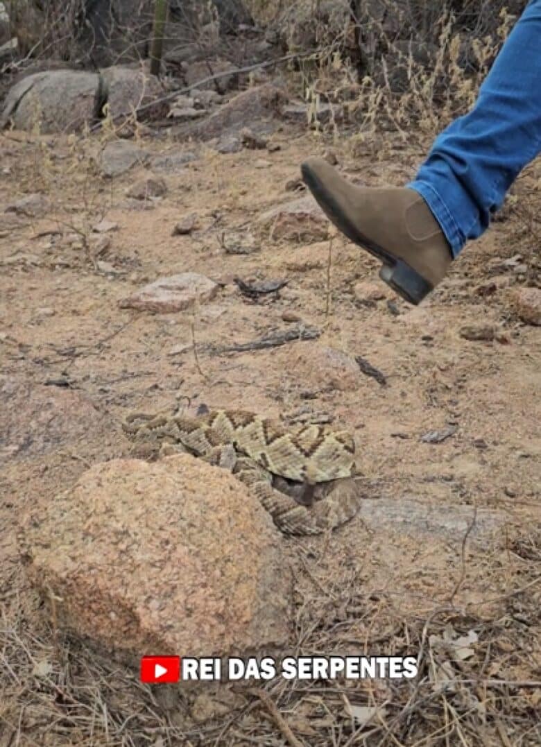 No sertão pernambucano, um feito sem precedentes foi capturado pelas lentes do renomado especialista em répteis, Haroldo Bauer, conhecido como o "Rei das Serpentes".