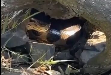 Vídeo impressionante mostra a maior cobra do Brasil em seu habitat natural