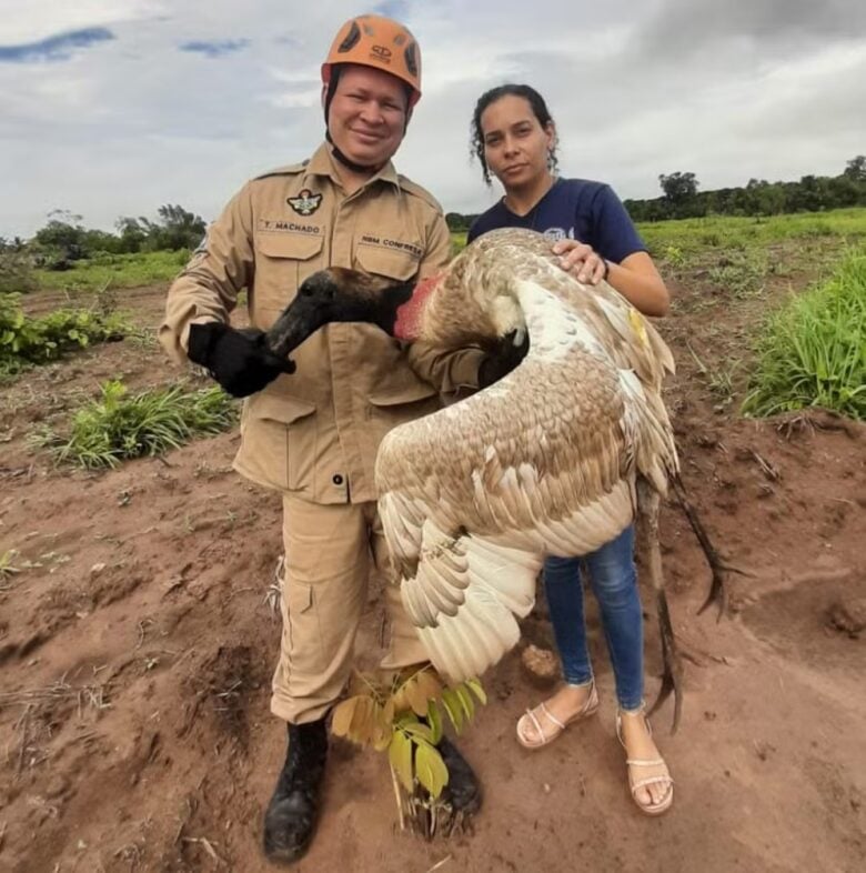 Tuiuiú baleado na asa é resgatado em Mato Grosso