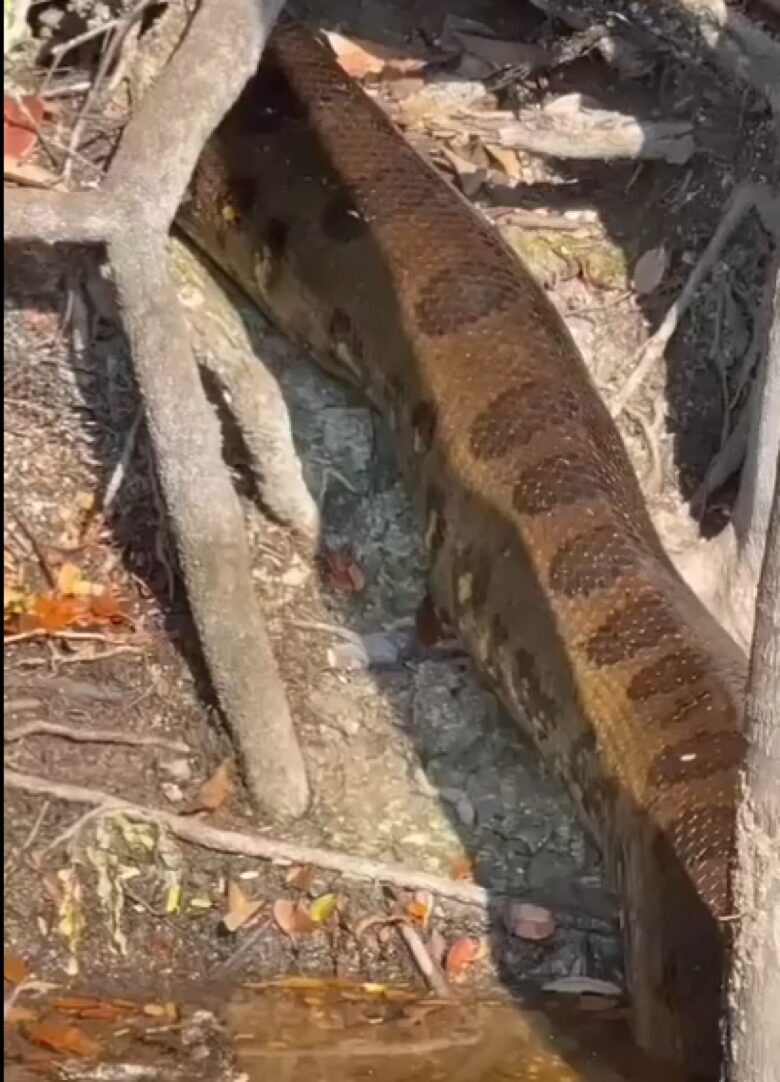 A imagem da sucuri entrando em sua toca é um lembrete da importância da preservação ambiental.