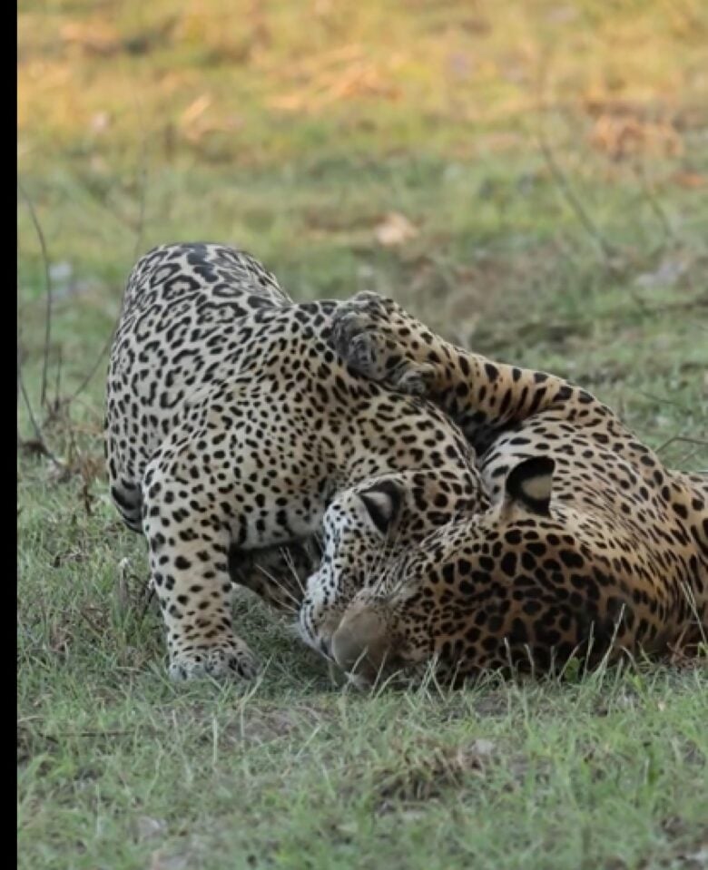 As imagens deslumbrantes retratam momentos de intimidade entre Fera e Jafar, onde a habitual agressividade e os rugidos característicos desse período de acasalamento deram lugar a um afeto surpreendente.