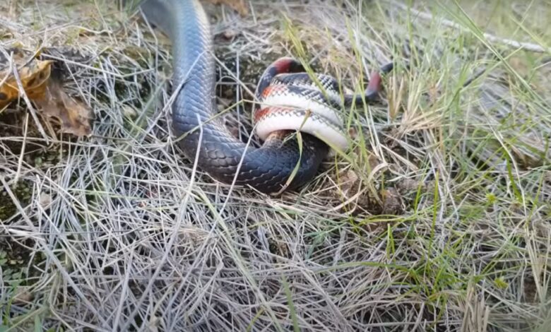 Uma cobra coral-falsa, que é uma cobra não-peçonhenta, foi flagrada sufocando uma enorme cobra boiruna sertaneja, que é uma cobra venenosa.