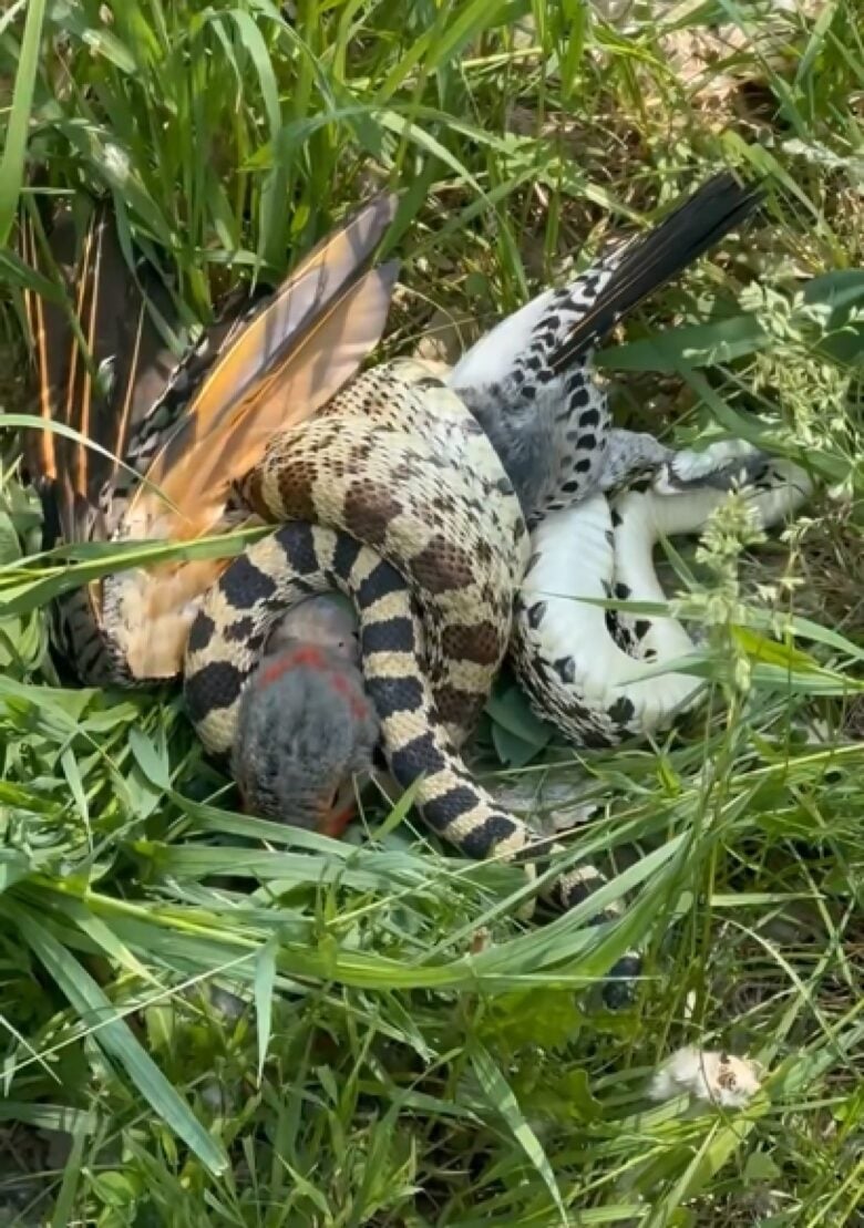 O cenário se desenrolou quando a cobra, em busca de alimento, invadiu o ninho de um pequeno pássaro.