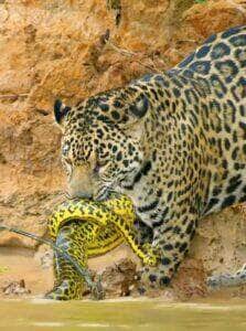 Onça-pintada protagoniza cenas de tirar o fôlego no Pantanal