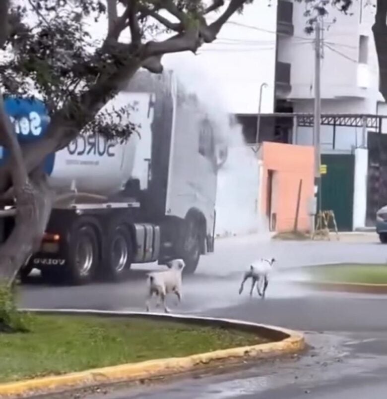 Em uma cena que prova que a alegria pode vir das fontes mais inusitadas, uma frota de cachorros foi flagrada protagonizando uma festa aquática épica nas ruas da cidade.