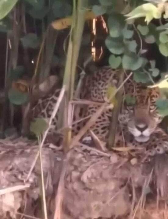 Curiosa, onça-pintada observa turistas de perto no Pantanal