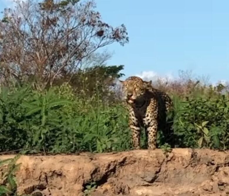 Onça-pintada esbanja beleza e poder no Pantanal