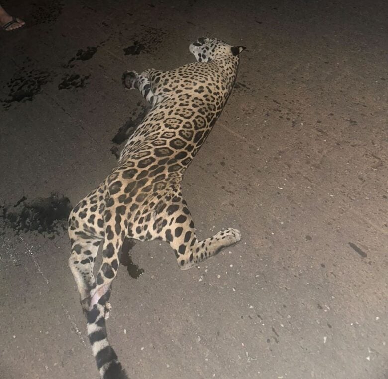 Atropelamento de onça pintada é um alerta para a necessidade de preservação da vida selvagem