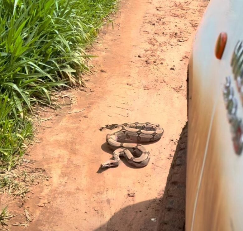 Engenheiro agrônomo se depara com jiboia brava em estrada rural de Colíder.