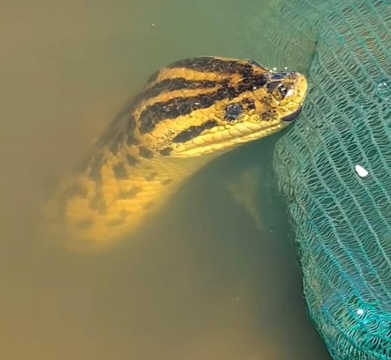 Sucuri tenta pegar iscas de pescador aposentado e vira amiga