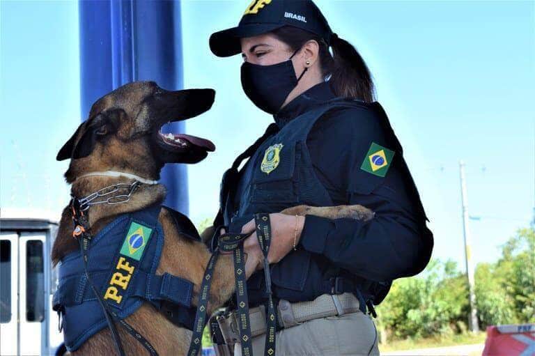 A importância do trabalho do cão farejador no combate ao crime organizado
