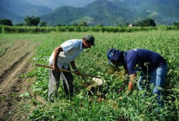 Governo Federal lançará Plataforma Digital de Inovação Agropecuária - Foto: Arquivo/Agência Brasil