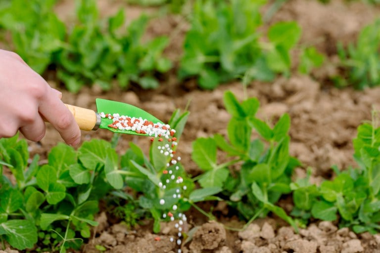 Cerca de 80% dos fertilizantes utilizados no Brasil são importados e MT é o maior consumidor do país - Foto por: Arquivo/Mapa