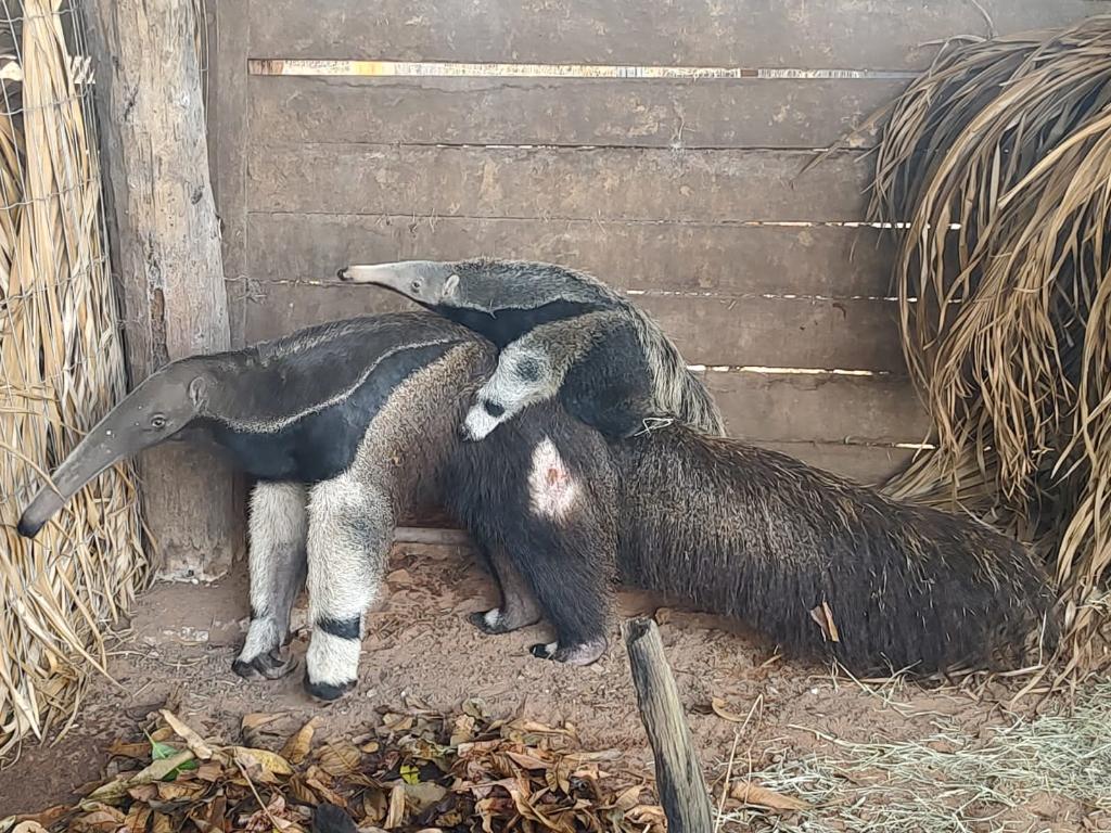 sema recebeu mais de 11 mil animais silvestres resgatados em 2023 interna 3 2024 01 02 451777792