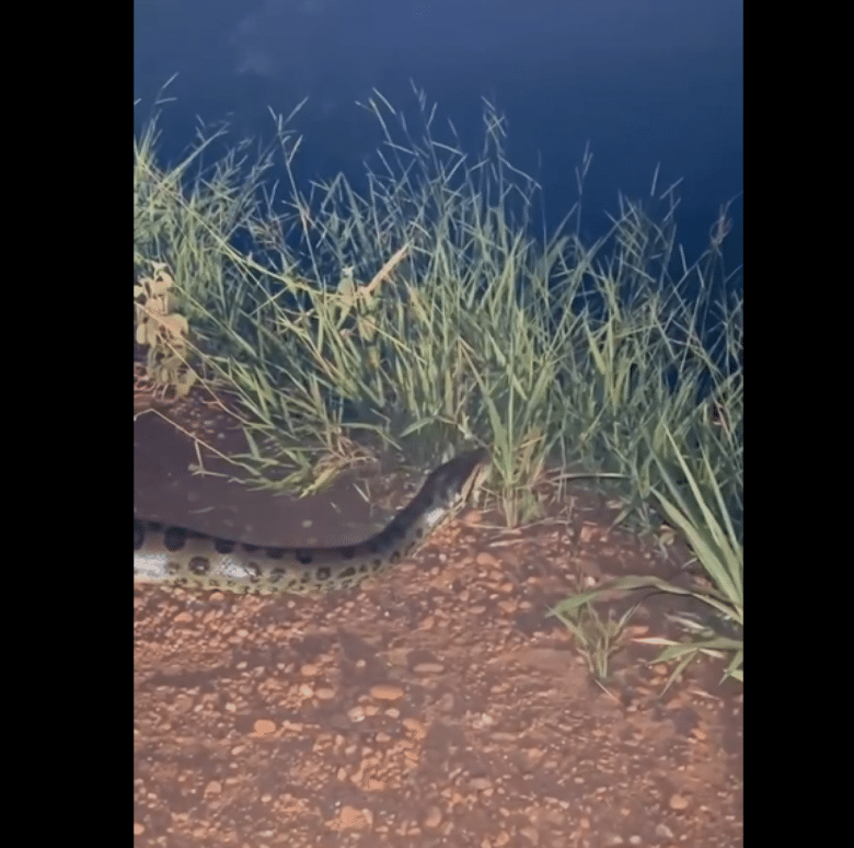 É um animal importante para o ecossistema, pois ajuda a controlar a população de presas, como capivaras, veados e jacarés.