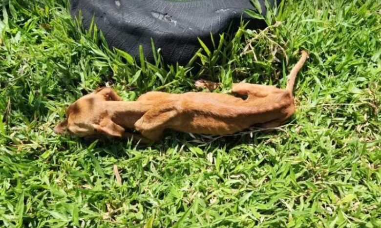 Homem é preso por maus-tratos a própria mãe idosa e cachorro em Mato Grosso