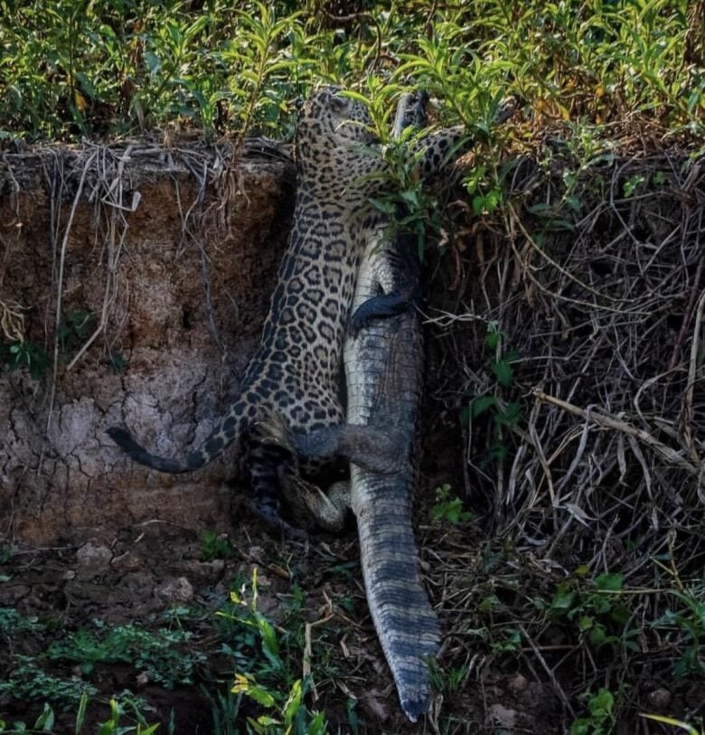 Fotógrafo registra momento épico da caça da onça-pintada no coração do Pantanal