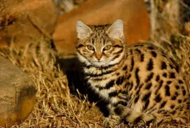 3. Gato-ferrugem (Prionailurus rubiginosus)