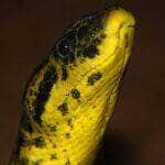 Anaconda Gigante!