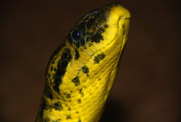 Anaconda cobra - Fotos do Canva