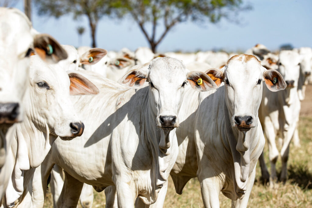 Participação de fêmeas no abate de bovinos em Mato Grosso cai pela primeira vez em 2024