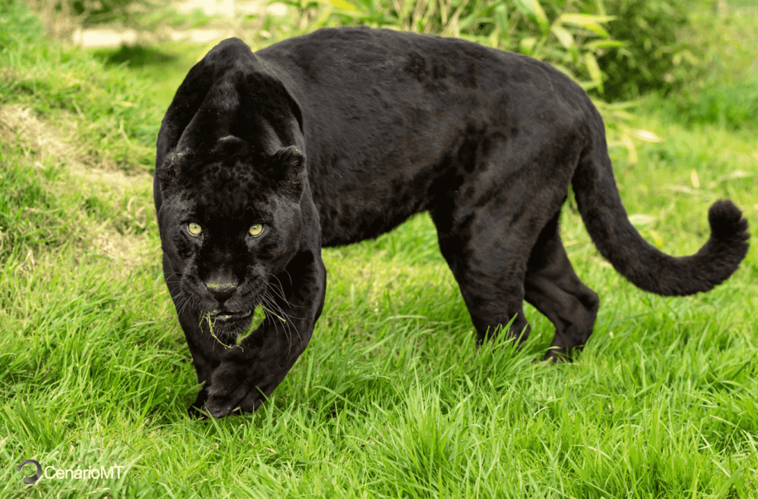 Filhote de onça-preta intriga pesquisadores em vídeo viral; o mistério da mãe desaparecida