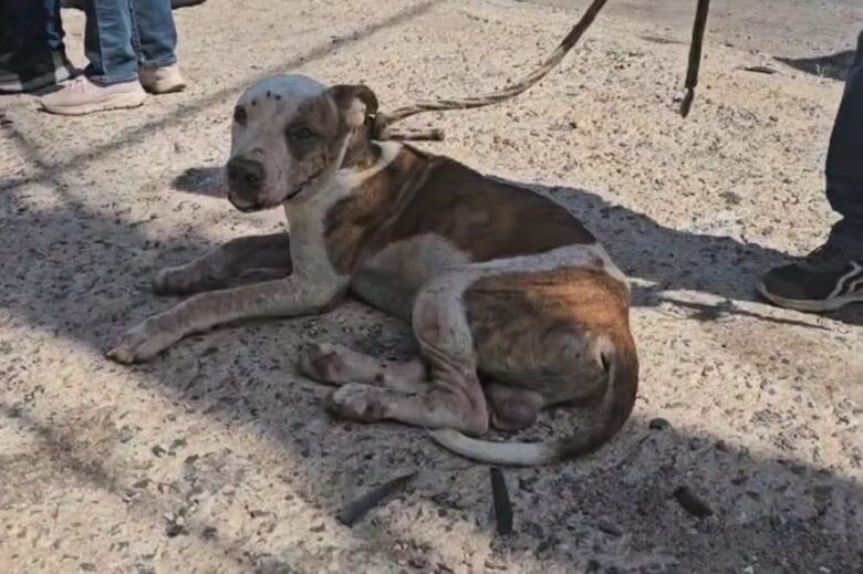 Pitbull vítima de maus tratos é resgatado durante operação em Mato Grosso