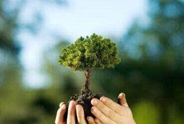 Planta pouca luz - Fotos do Canva