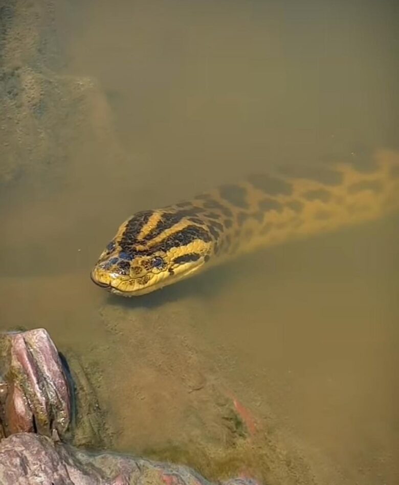 Joaninha, a sucuri que virou celebridade em Mato Grosso do Sul: A beleza e a importância da fauna brasileira