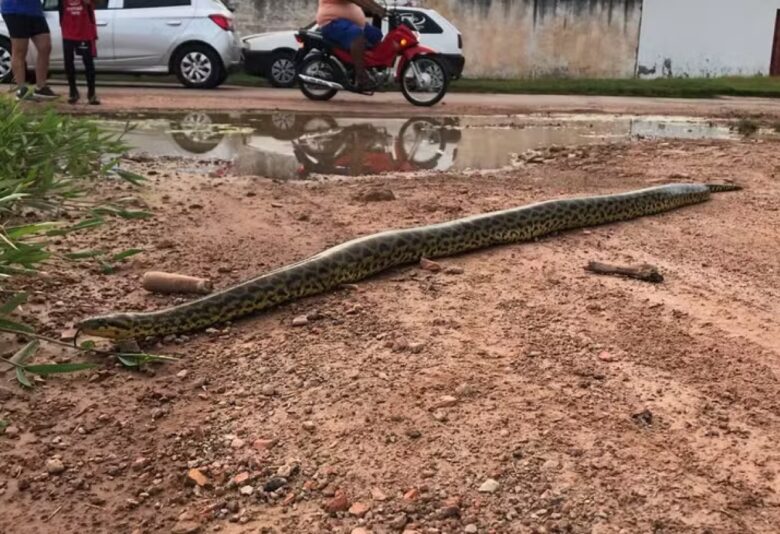 Moradores registraram sucuri-amarela pelas ruas de Cáceres após enchente