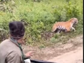 Tigre avança contra carro em safari: Entendendo o comportamento animal e a importância da segurança