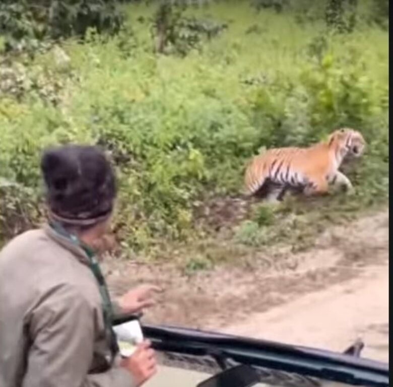 Tigre avança contra carro em safari: Entendendo o comportamento animal e a importância da segurança