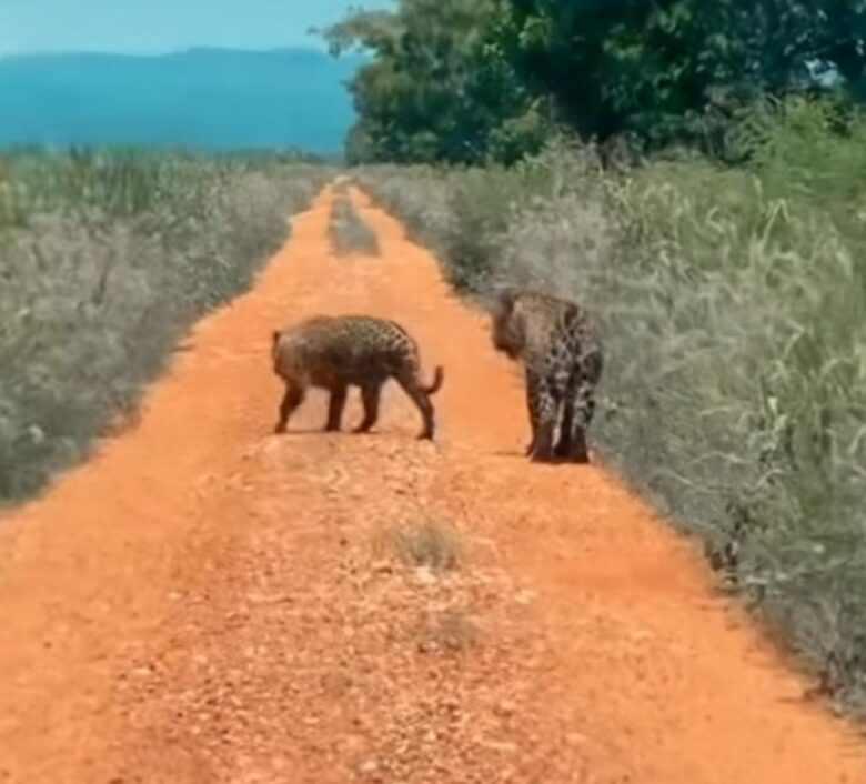 Onças-pintadas cruzam estrada de chão no Pantanal e encantam internautas