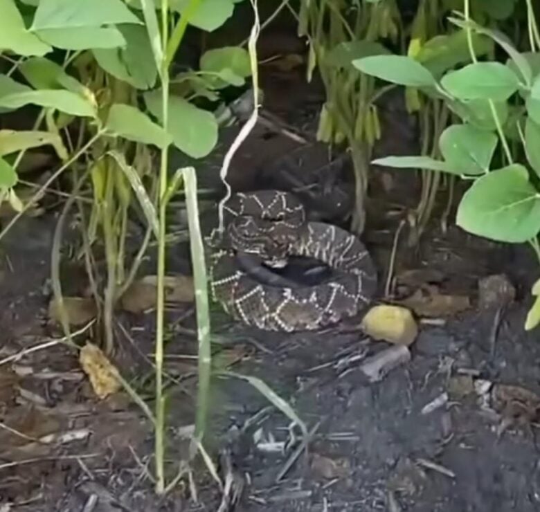 Cascavel gigante em lavoura de soja: Vídeo serve como alerta para trabalhadores rurais