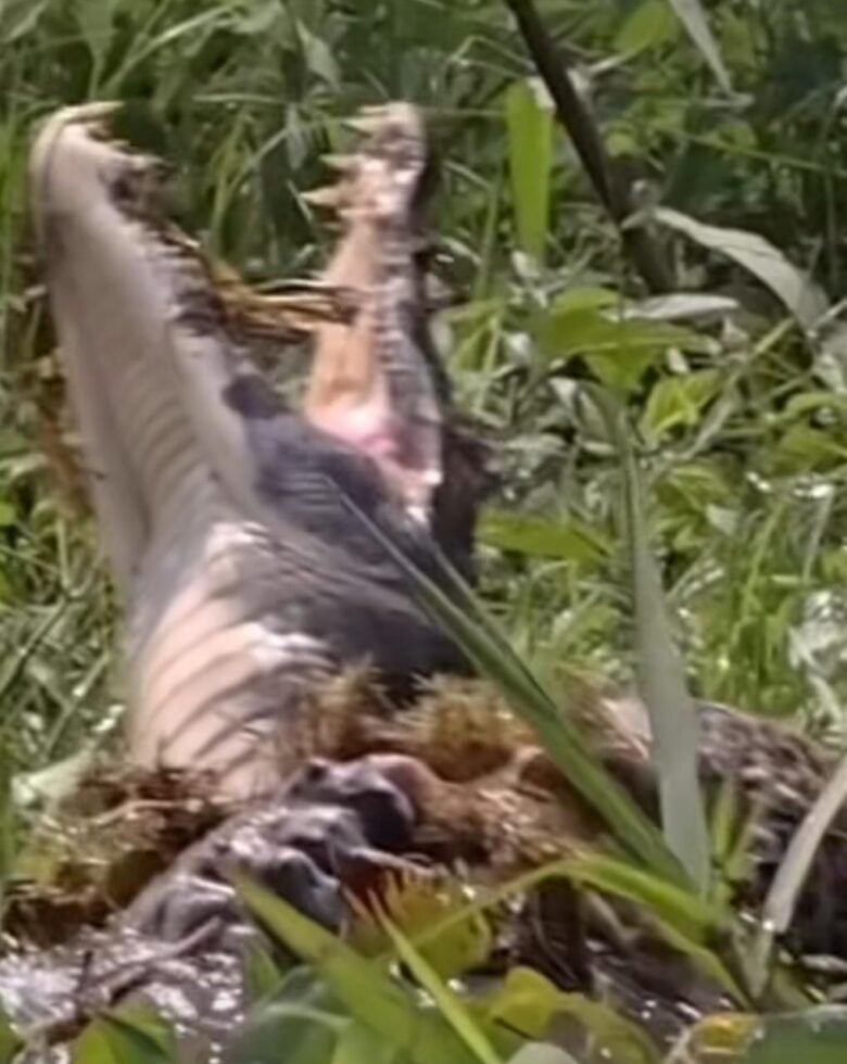 Onça-pintada vs Jacaré: Duelo épico de titãs no Pantanal