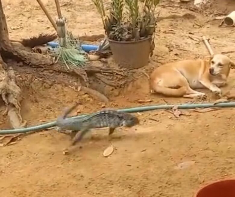 Um vídeo viral que circula nas redes sociais mostra o famoso caramelo, o cachorro queridinho do Brasil, protagonizando uma cena inusitada.