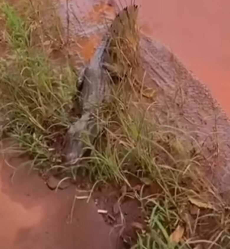 Jacaré é flagrado em rua de Confresa, Mato Grosso, e causa surpresa em moradores