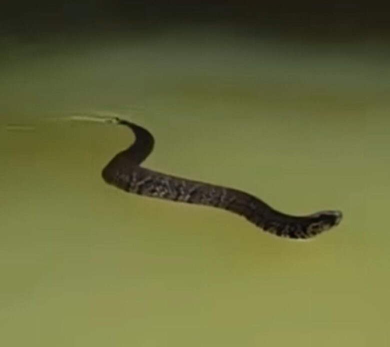 Cobra Misteriosa Faz Coreografia Própria ao Lado de Caiaque