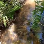 Fascinante sucuri que surpreendeu sitiantes com sua majestosidade