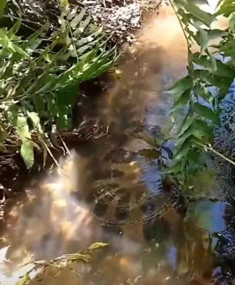 Fascinante sucuri que surpreendeu sitiantes com sua majestosidade