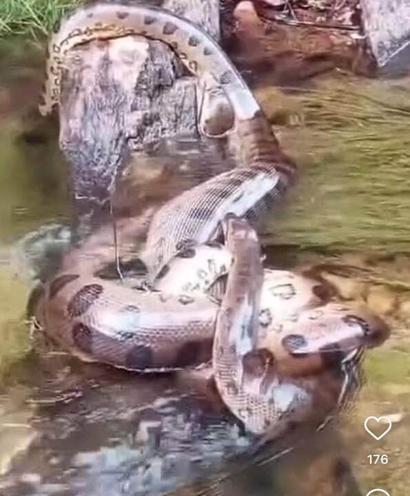 Espetacular encontro de duas sucuris em possível acasalamento surpreende visitantes