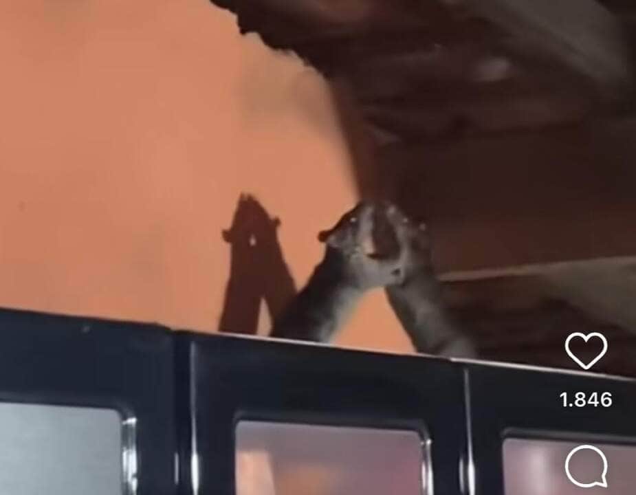 Ratos se enfrentam em uma batalha de boxe que ganha o coração da Internet