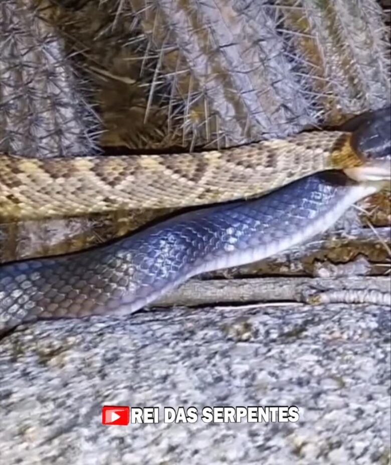 Rei das Serpentes flagra cobra comendo outra cobra!