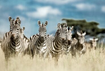 Zebras - Fotos do Canva1 (1)